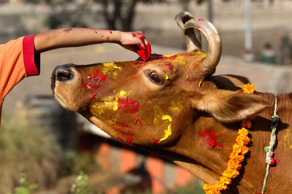 तिहारको चौथो दिन आज गाई पूजा गरेर मनाइँदै